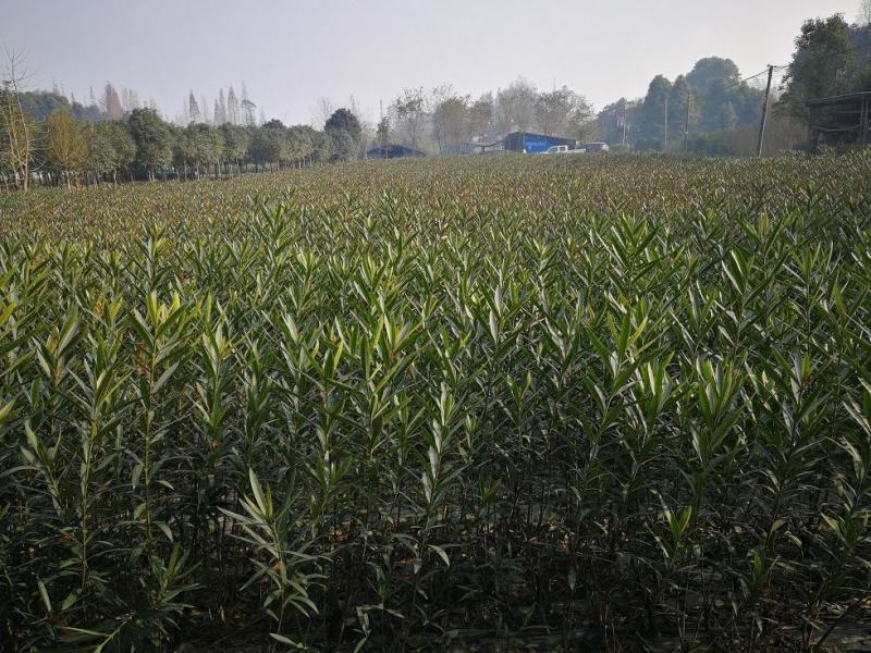 夹竹桃，柳叶桃，四川夹竹桃基地出售，成都夹竹桃批发价格