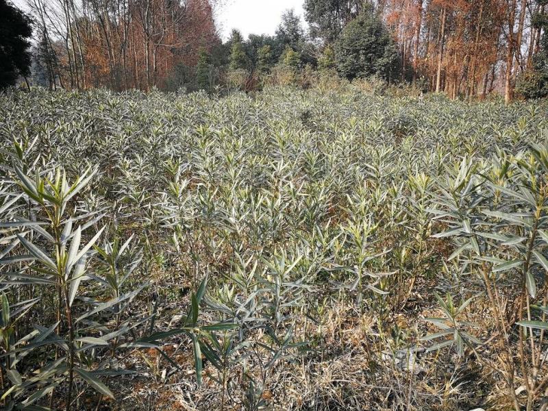 夹竹桃，柳叶桃，四川夹竹桃基地出售，成都夹竹桃批发价格