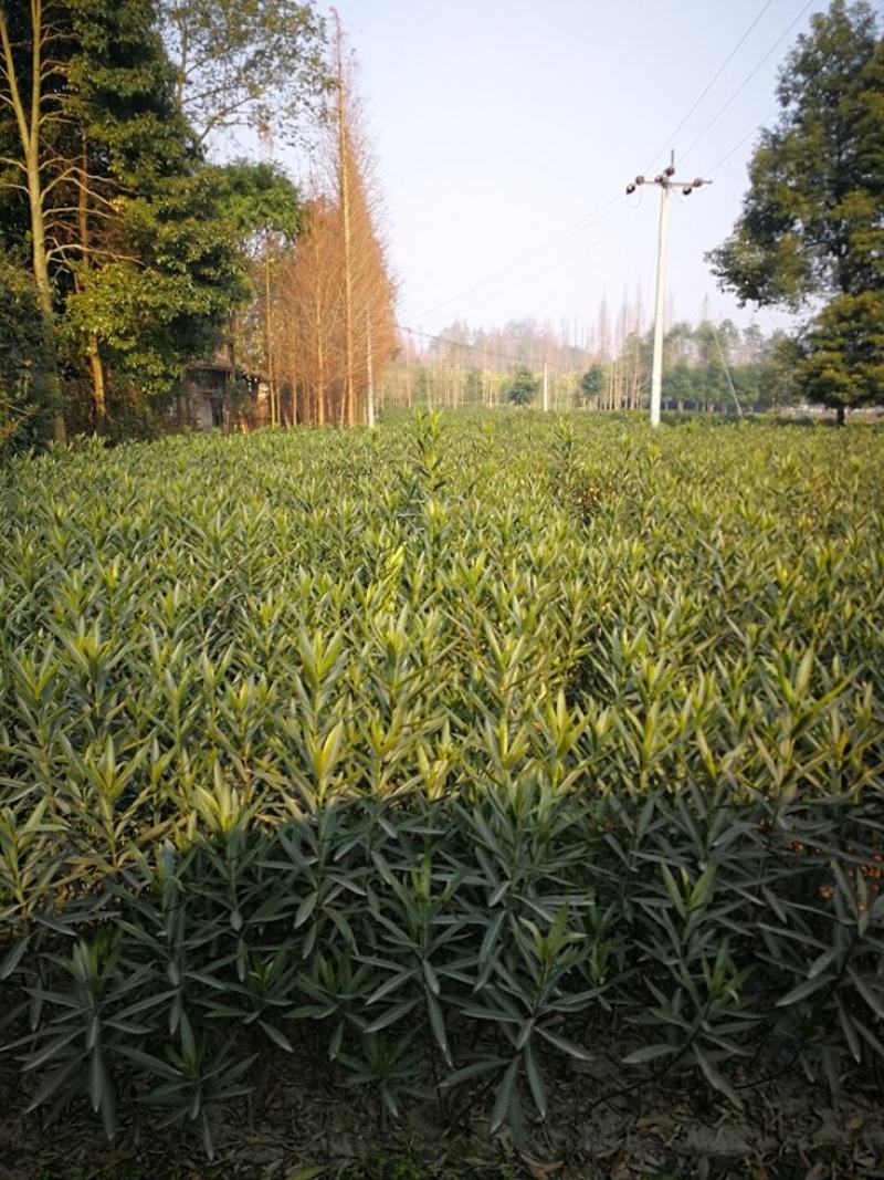 夹竹桃，柳叶桃，四川夹竹桃基地出售，成都夹竹桃批发价格