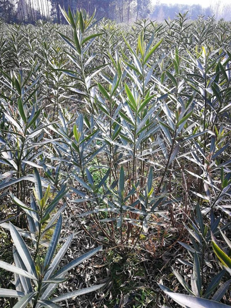 夹竹桃，柳叶桃，四川夹竹桃基地出售，成都夹竹桃批发价格