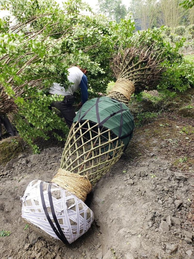 优质编织紫薇花瓶，四川花瓶基地出售，成都花瓶批发价格