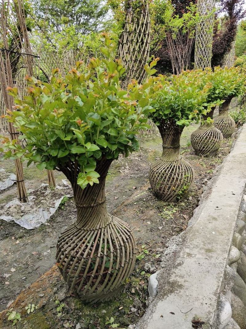 优质编织紫薇花瓶，四川花瓶基地出售，成都花瓶批发价格
