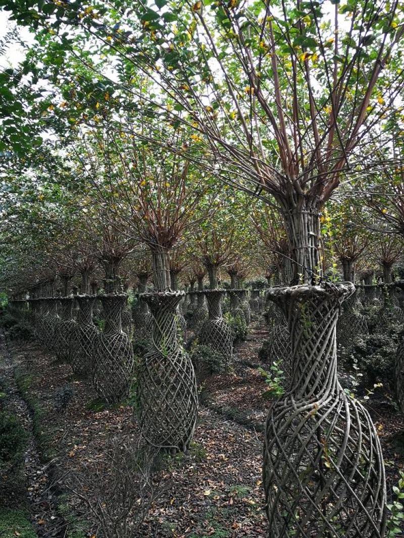优质编织紫薇花瓶，四川花瓶基地出售，成都花瓶批发价格