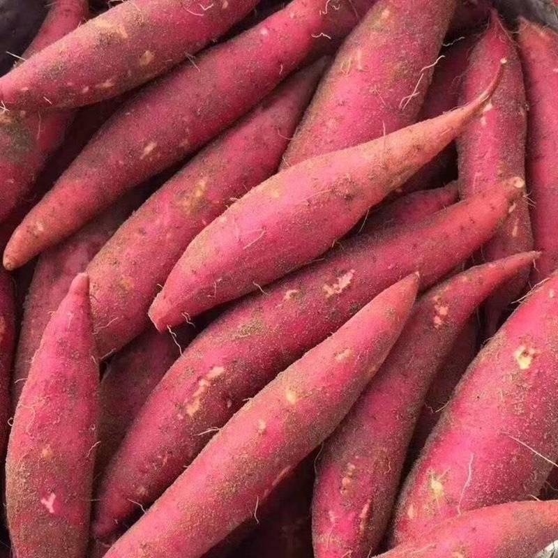 【西瓜红】精品西瓜红红薯大量上市现挖现发欢迎采购