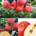 苹果树苗嫁接新品种烟富8号苹果苗，糖心苹果苗，红肉苹果苗
