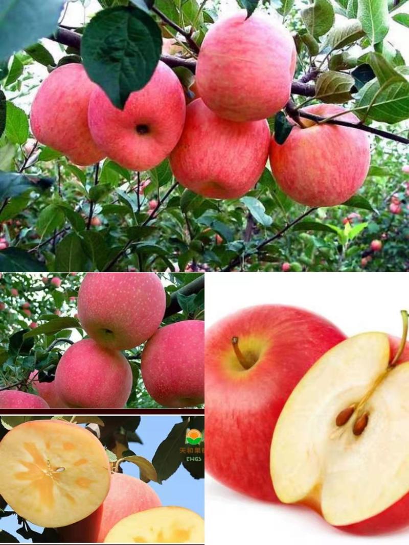苹果树苗嫁接新品种烟富8号苹果苗，糖心苹果苗，红肉苹果苗