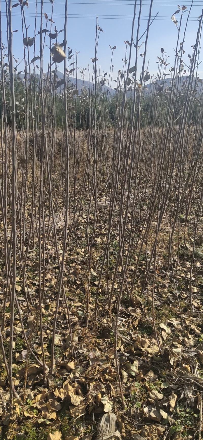 苹果树苗嫁接新品种烟富8号苹果苗，糖心苹果苗，红肉苹果苗