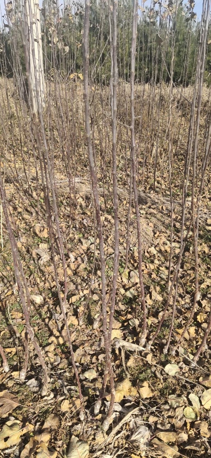 苹果树苗嫁接新品种烟富8号苹果苗，糖心苹果苗，红肉苹果苗