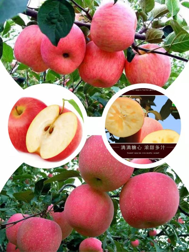 苹果树苗嫁接新品种烟富8号苹果苗，糖心苹果苗，红肉苹果苗