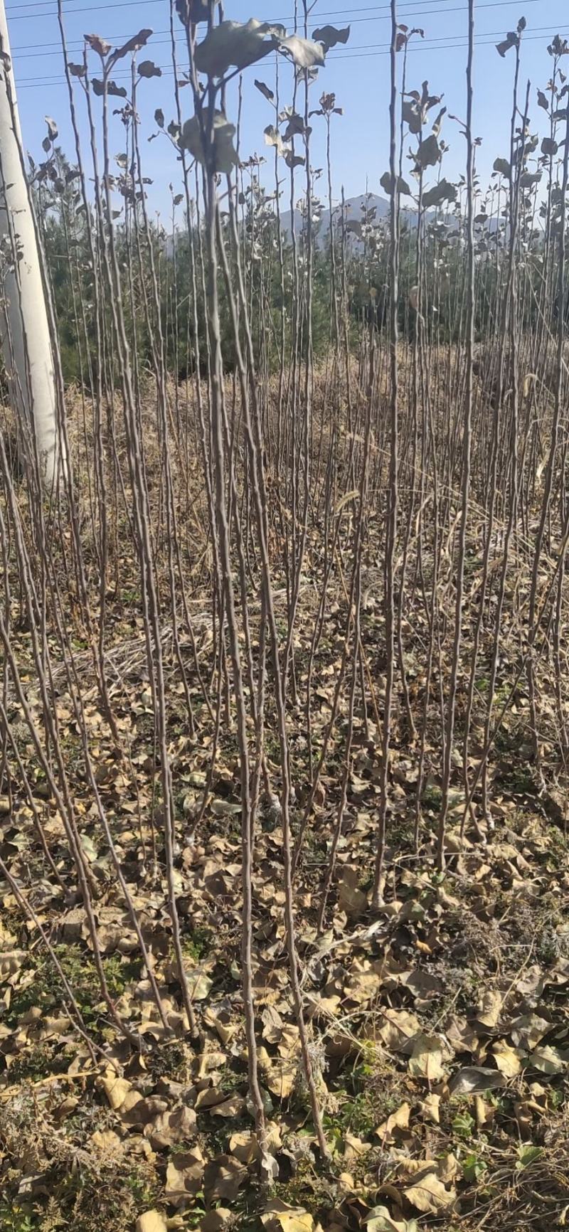 苹果树苗嫁接新品种烟富8号苹果苗，糖心苹果苗，红肉苹果苗
