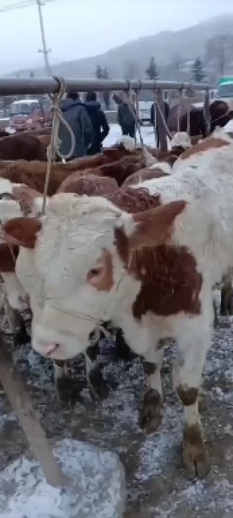 【黄牛】牛犊市场价全国配送黄牛肉牛保质保量