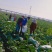 【精品】湖北圆包菜甘蓝，大量有货欢迎新老客户合作