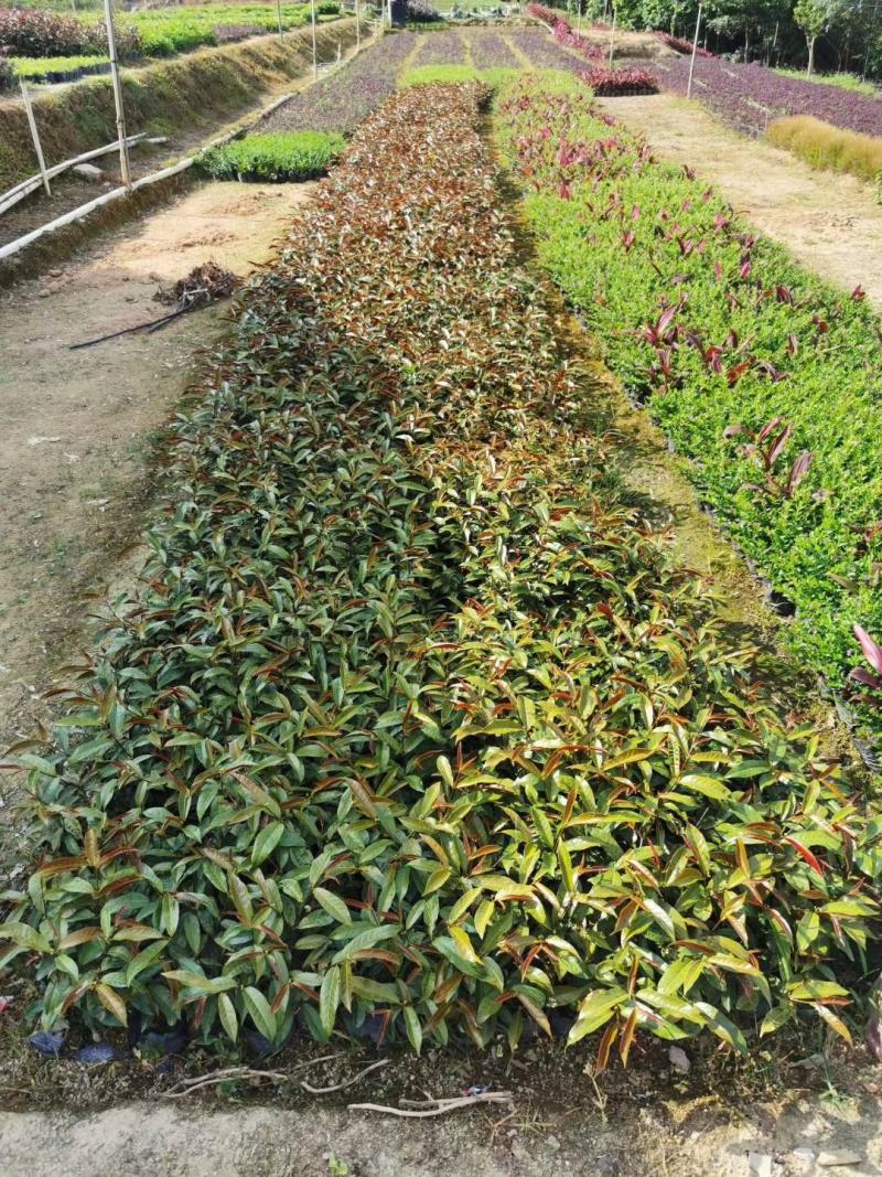 红背桂，红紫木，四川红背桂基地出售，成都红背桂批发价格