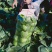 【精品】湖北圆包菜甘蓝，大量有货欢迎新老客户合作