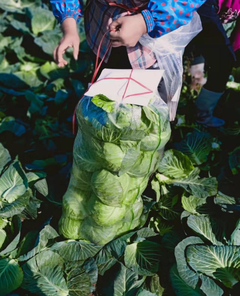 【精品】湖北圆包菜甘蓝，大量有货欢迎新老客户合作