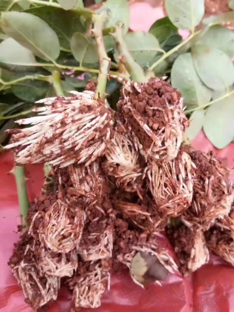 云南精选玫瑰花苗四季玫瑰小苗正品存活率保障