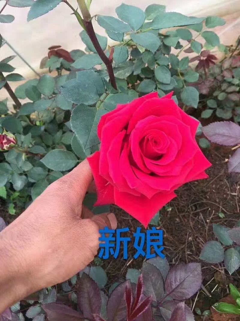 云南精选玫瑰花苗四季玫瑰小苗正品存活率保障
