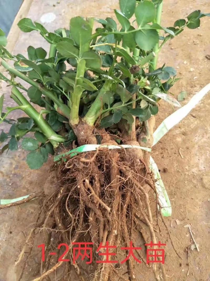 云南精选玫瑰花苗四季玫瑰小苗正品存活率保障