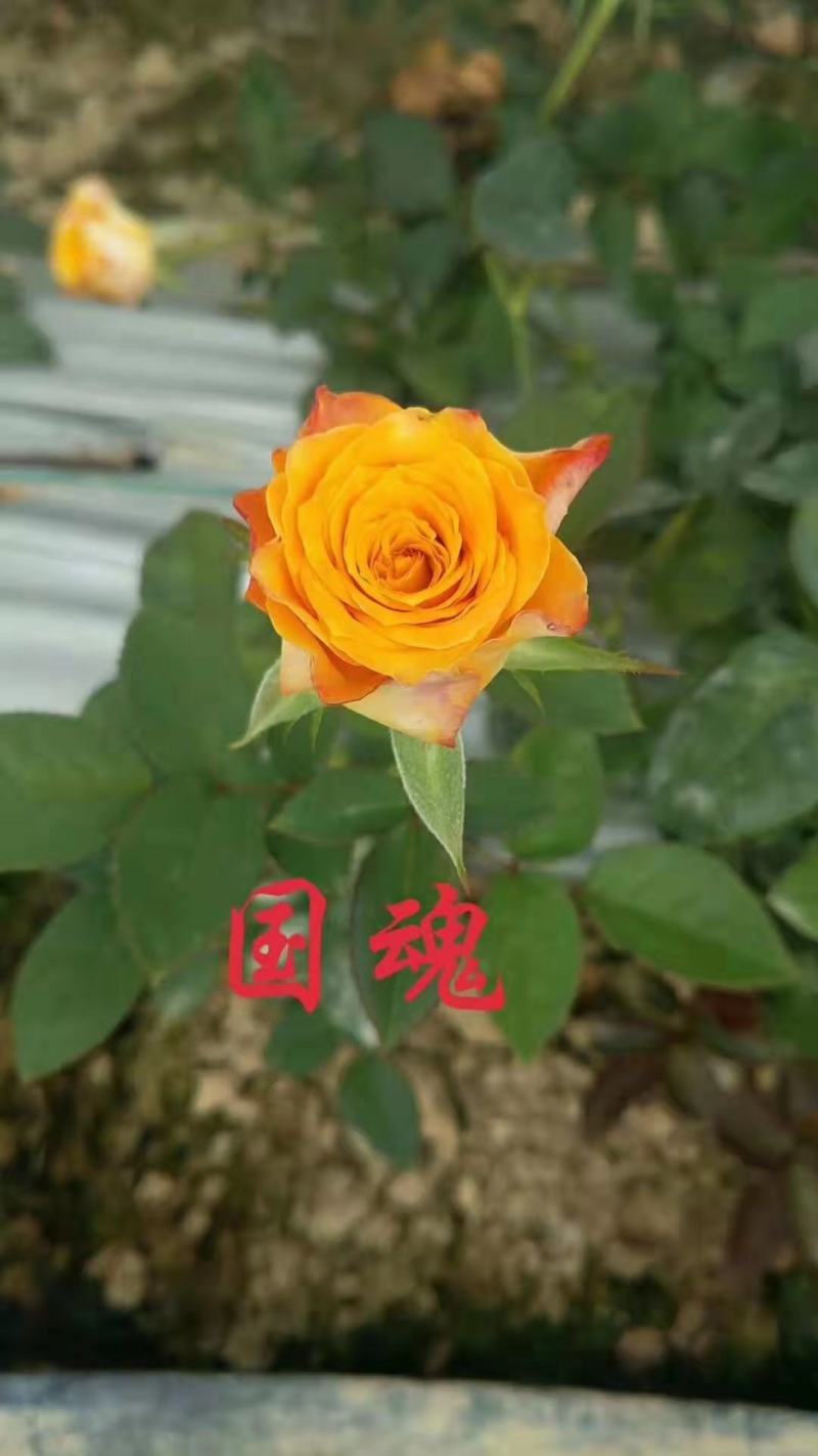 云南精选玫瑰花苗四季玫瑰小苗正品存活率保障