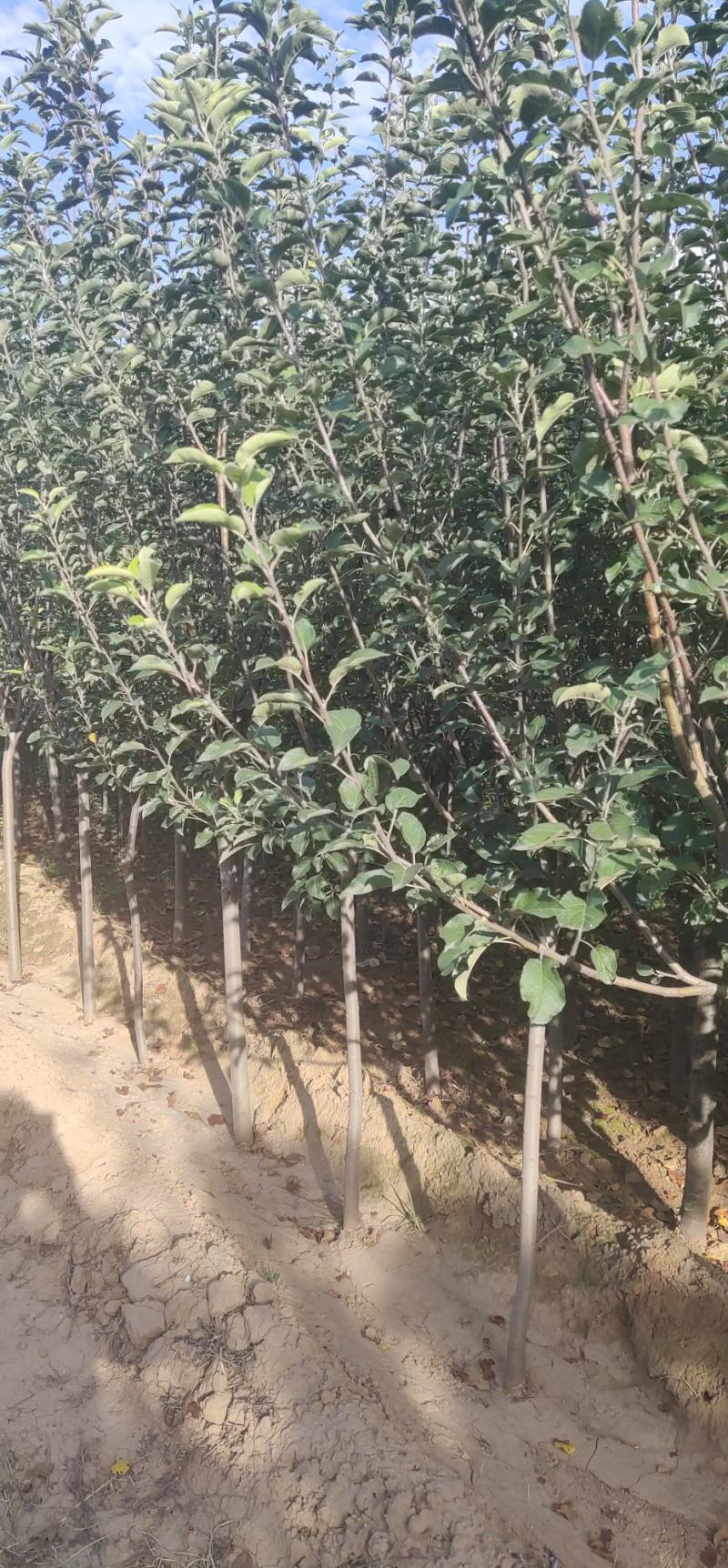 苹果树苗嫁接新品种烟富8号苹果苗，糖心苹果苗，红肉苹果苗