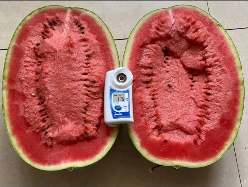 【双红瓤】金城五号西瓜种子特大甘肃压砂西瓜沙漠西瓜种子