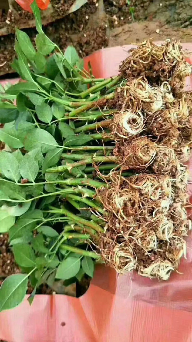 云南玫瑰苗四季玫瑰大花月季等各类种苗批发零售