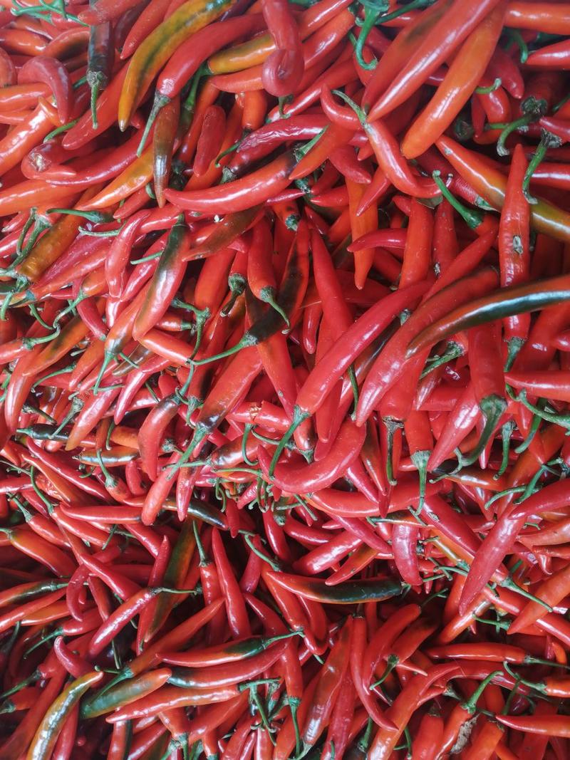 湛江海花红椒，大量上市，基地直发，量大从优/常年供货！