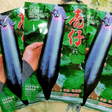 烧烤茄种子硬皮茄子种子耐运输颜色黑亮长一尺粗8公分