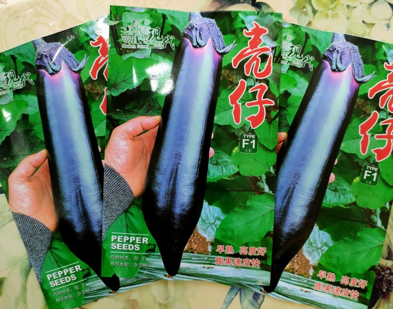 烧烤茄种子硬皮茄子种子耐运输颜色黑亮长一尺粗8公分