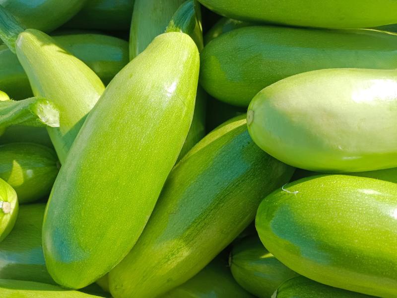 西葫芦精品绿皮西葫芦全国发货品质保证欢迎订购