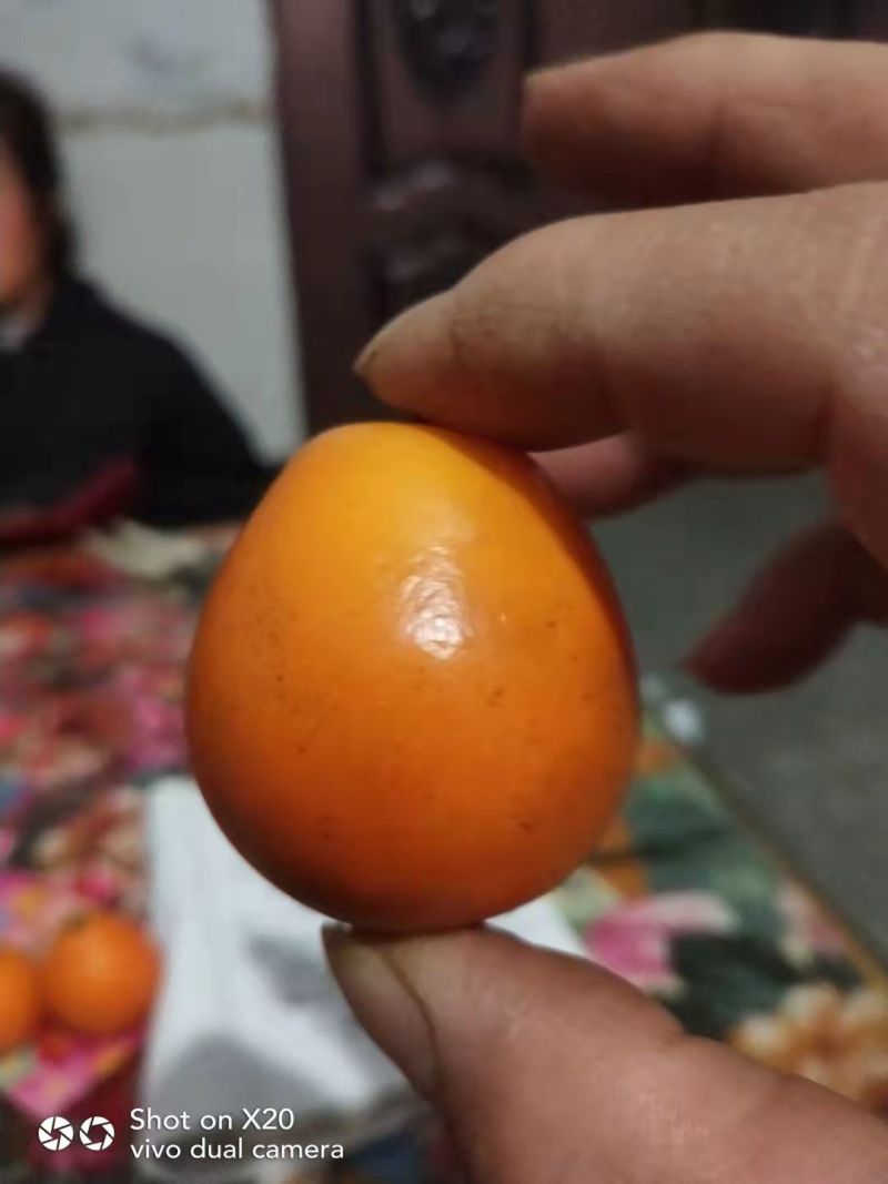 脆蜜金桔苗脆蜜金柑苗脆蜜金桔皮脆甜现挖现发