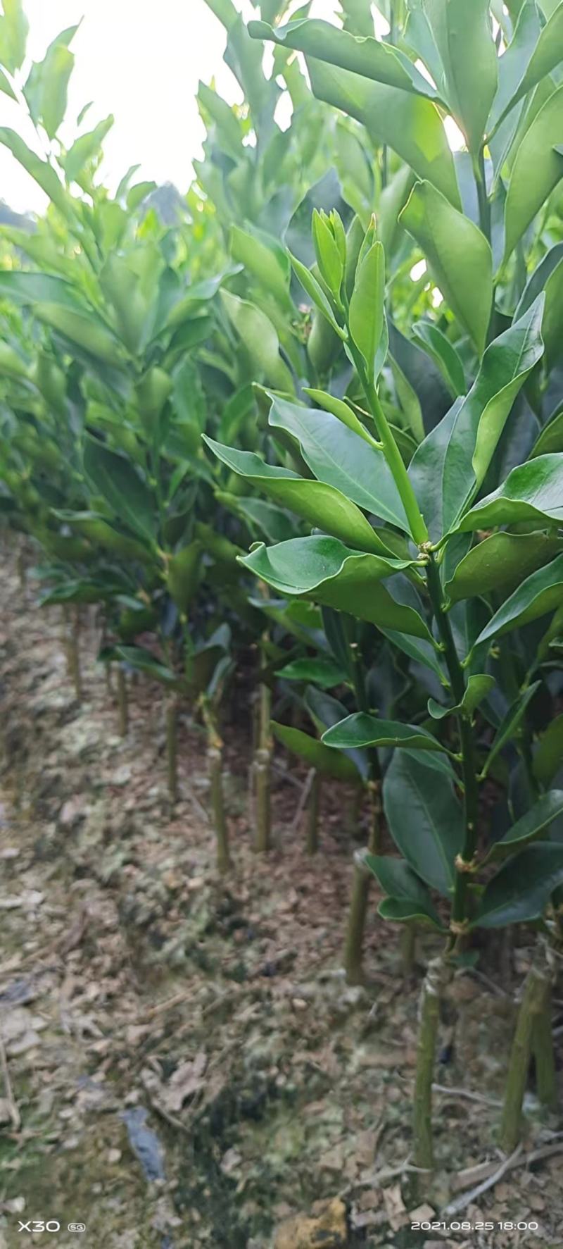 脆蜜金桔苗脆蜜金柑苗脆蜜金桔皮脆甜现挖现发