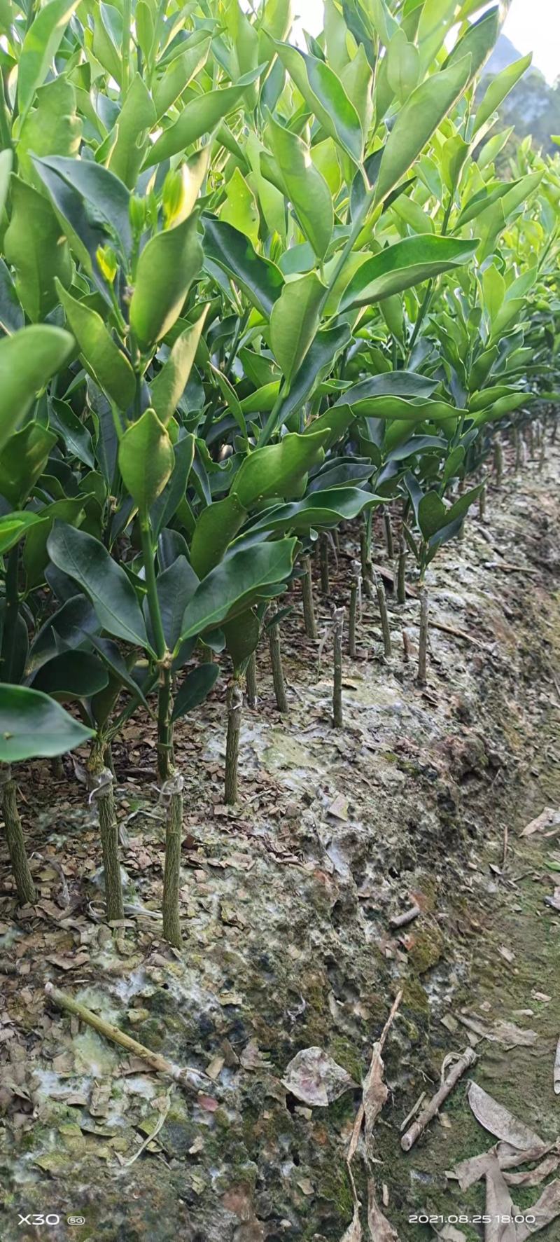 脆蜜金桔苗脆蜜金柑苗脆蜜金桔皮脆甜现挖现发