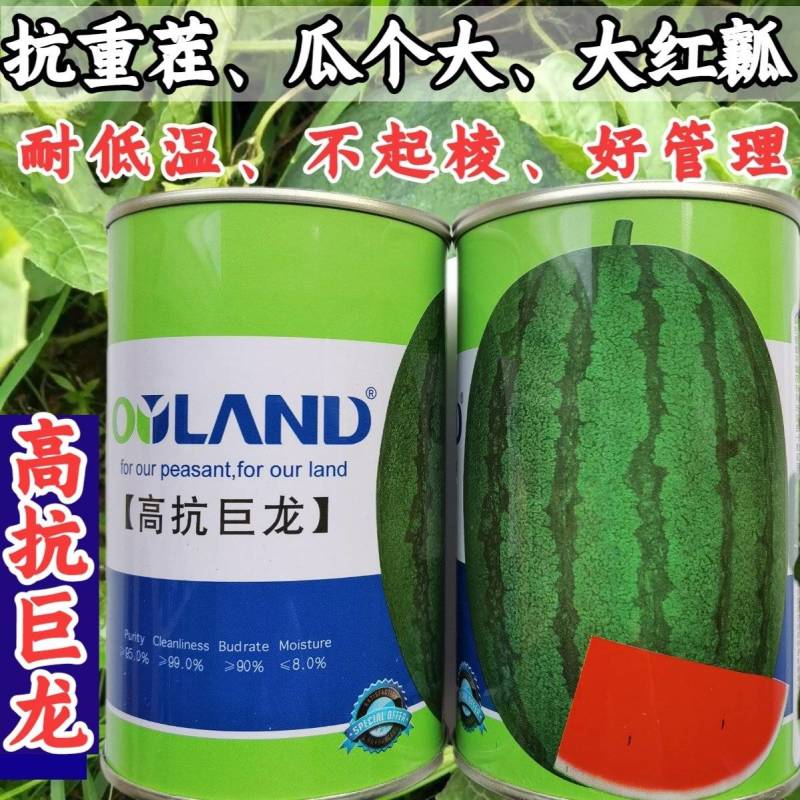 高抗巨龙西瓜种子抗重茬大红瓤特大果超龙卷风西瓜种子
