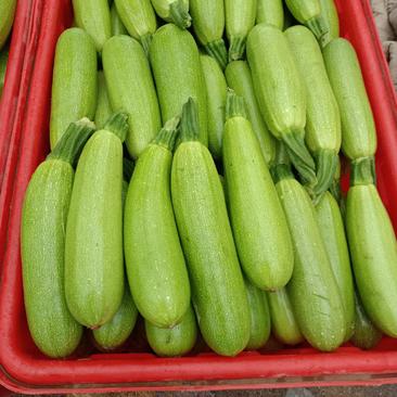 西葫芦精品绿皮西葫芦全国发货品质保证欢迎订购