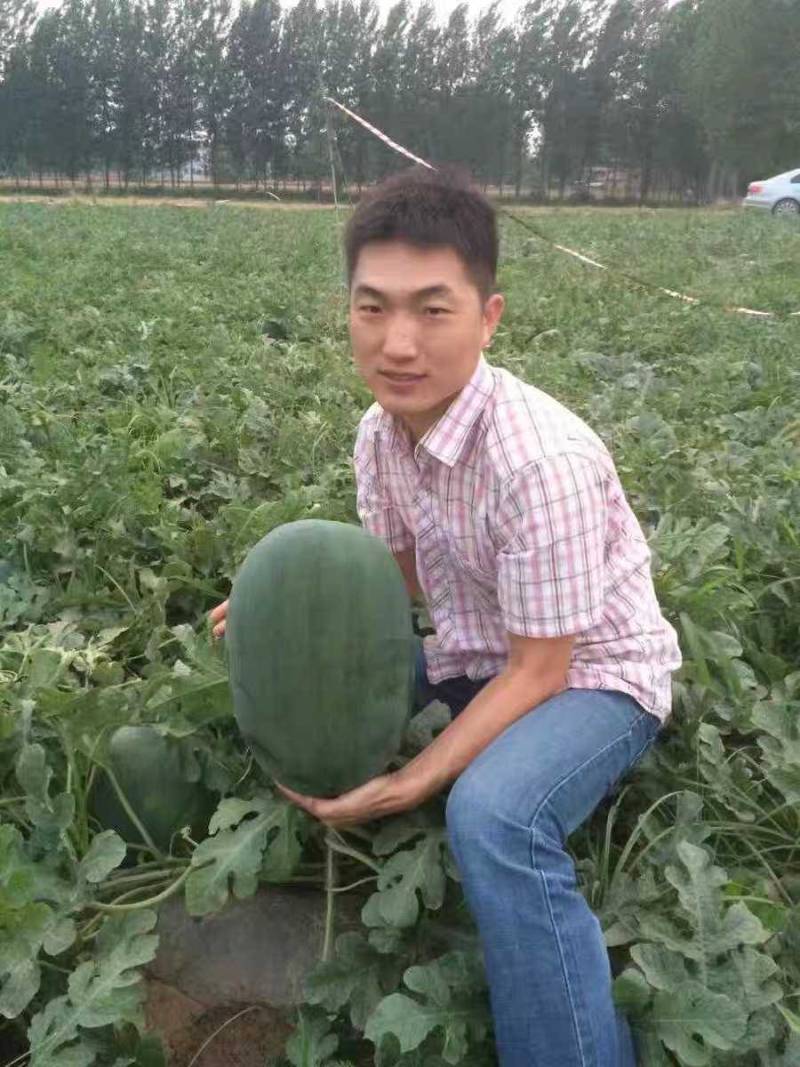 高抗巨龙西瓜种子抗重茬大红瓤特大果超龙卷风西瓜种子