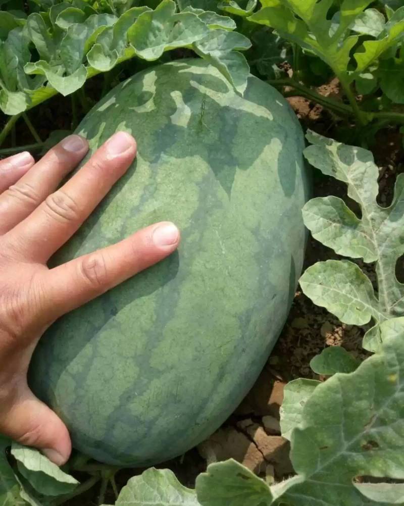 高抗巨龙西瓜种子抗重茬大红瓤特大果超龙卷风西瓜种子