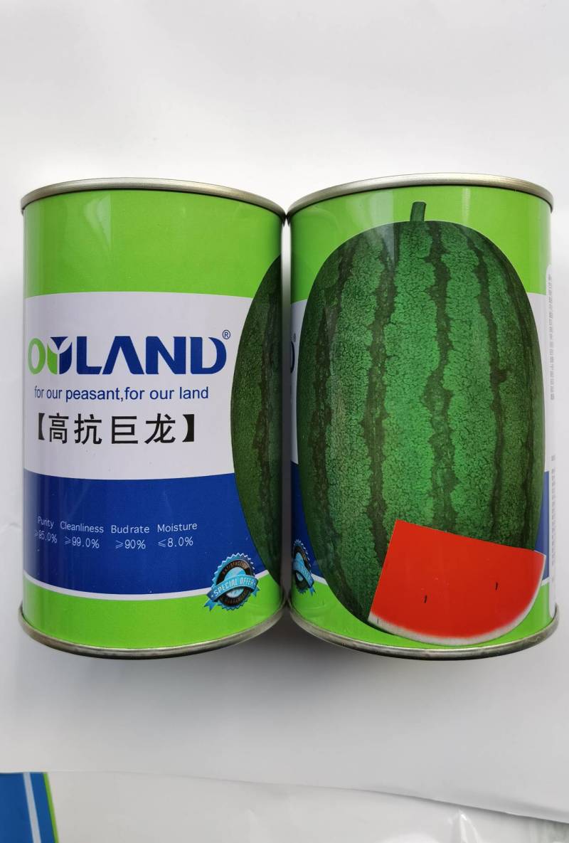 高抗巨龙西瓜种子抗重茬大红瓤特大果超龙卷风西瓜种子