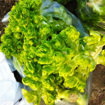 儿菜娃娃菜产地直销浙江湖州新上市宝塔菜5-6斤