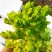 儿菜娃娃菜产地直销浙江湖州新上市宝塔菜5-6斤