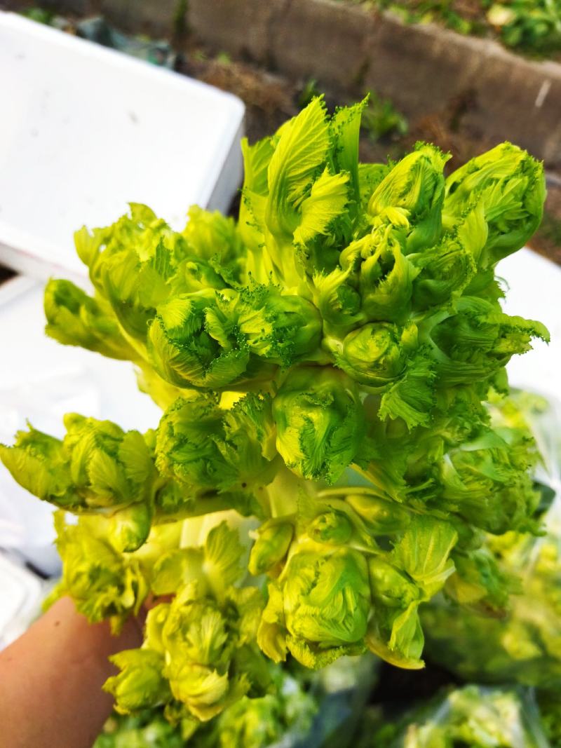 儿菜娃娃菜产地直销浙江湖州新上市宝塔菜5-6斤