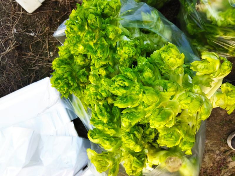 儿菜娃娃菜产地直销浙江湖州新上市宝塔菜5-6斤