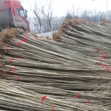 优质无絮杨大量出售基地直发个个品种及规格大小