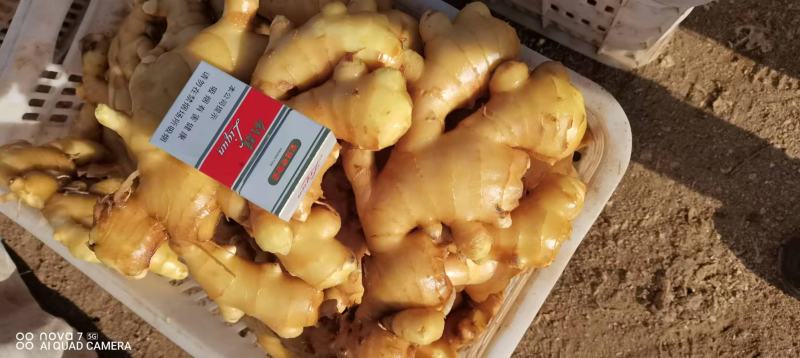 新姜大黄姜水洗姜，优品质，品种短胖精品水洗大黄姜