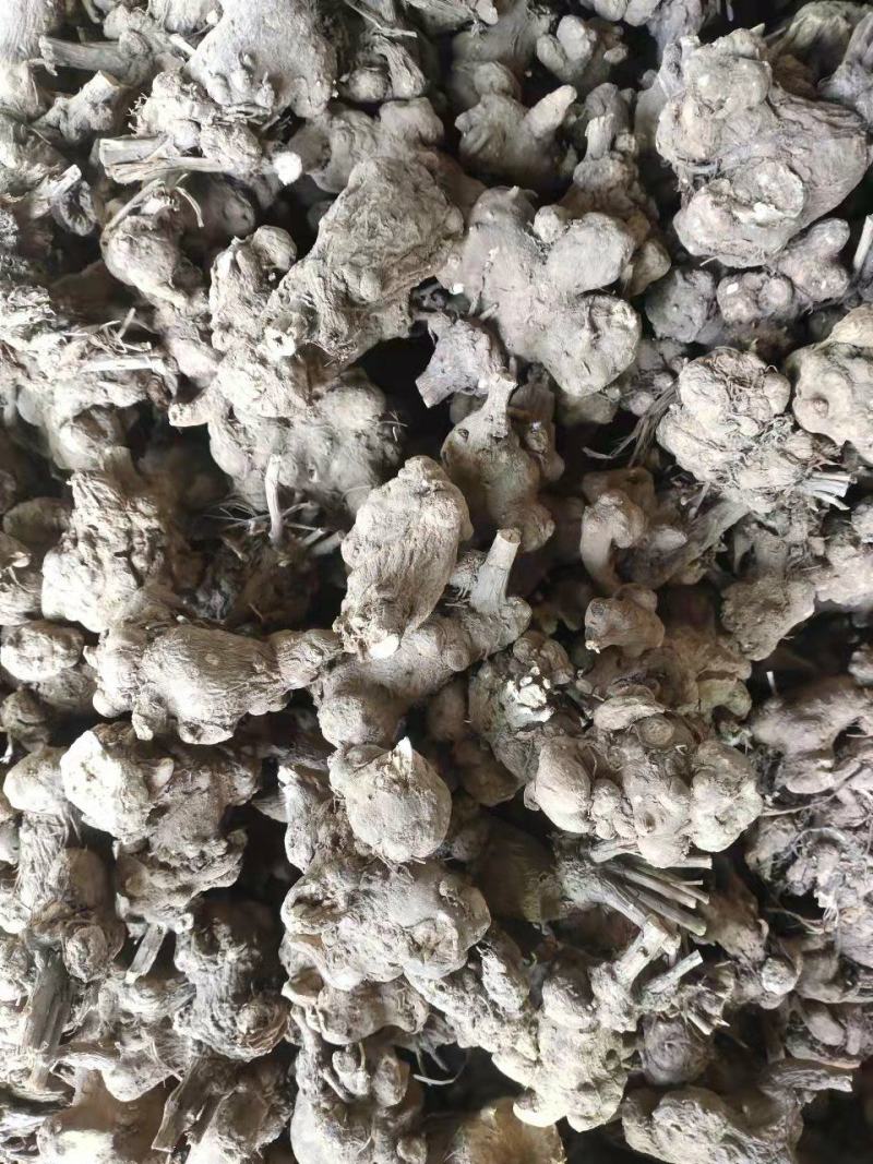 白术，二年大白术，粉足个大。诚心出