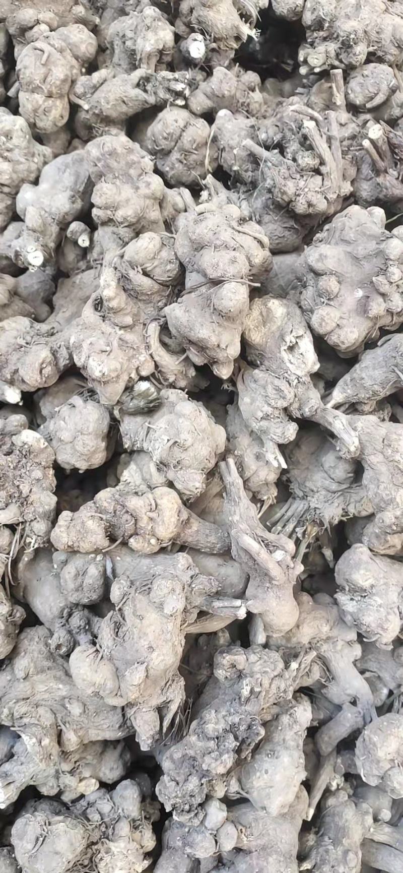 白术，二年大白术，粉足个大。诚心出