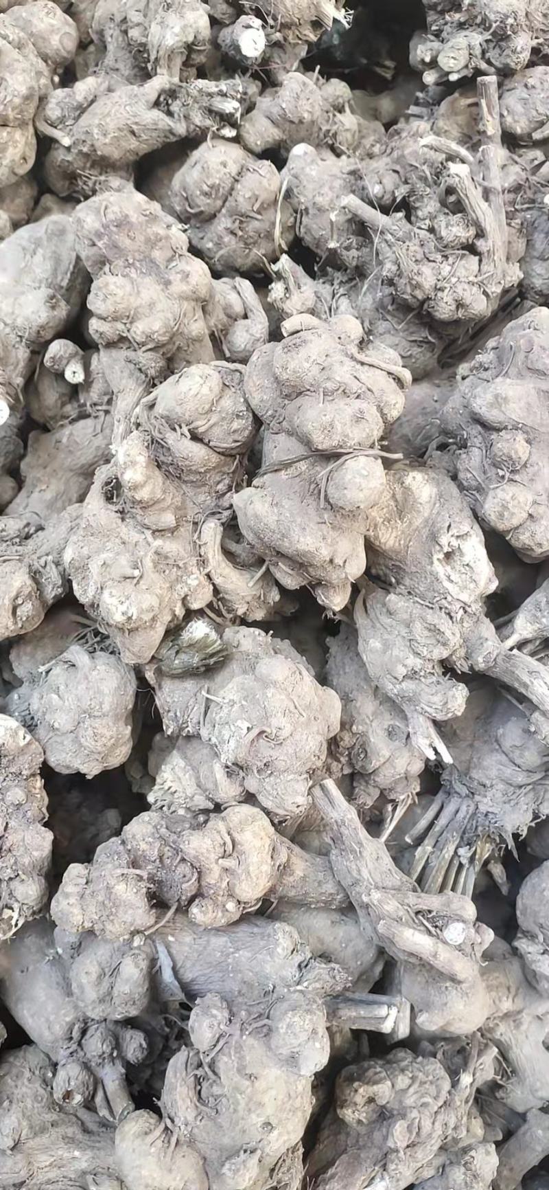 白术，二年大白术，粉足个大。诚心出