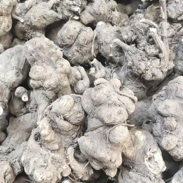 白术，二年大白术，粉足个大。诚心出