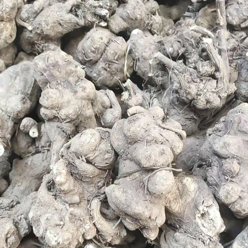 白术，二年大白术，粉足个大。诚心出