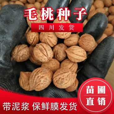 四川桃种包成活毛桃种子南方桃核种砧木当年生毛桃种桃树籽包